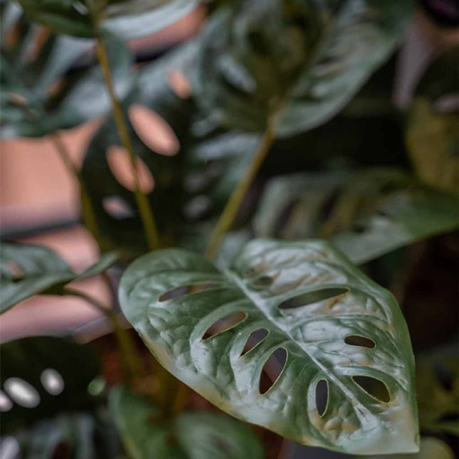 Cespuglio Artificiale di Monstera Adansonii 43 cm in Vaso